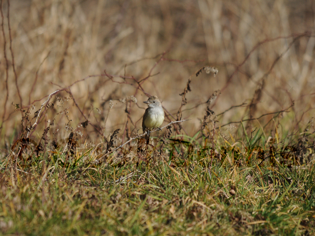 ATFL-AA_Ash-throated-Flycatcher