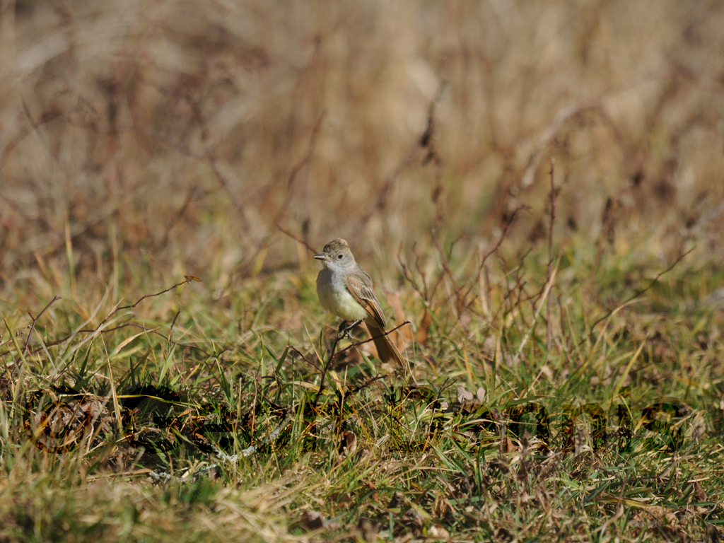 ATFL-AB_Ash-throated-Flycatcher