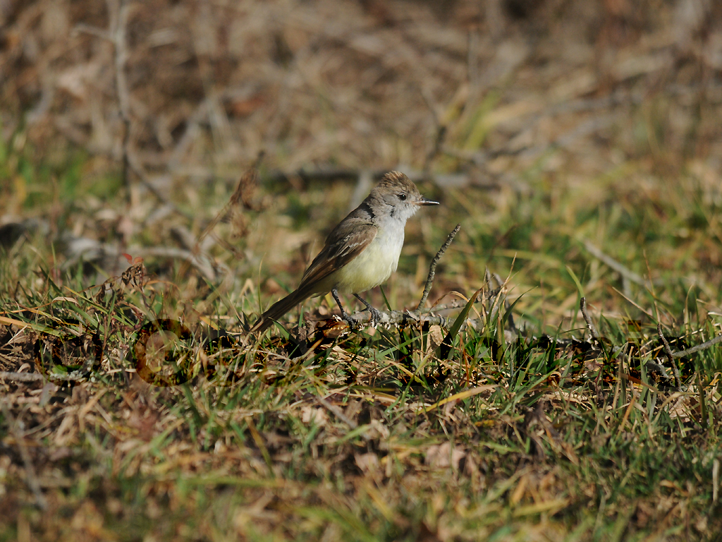 ATFL-AC_Ash-throated-Flycatcher