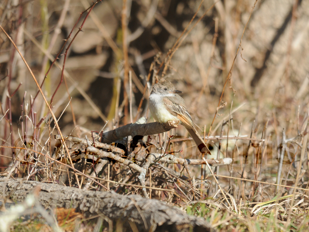 ATFL-AD_Ash-throated-Flycatcher