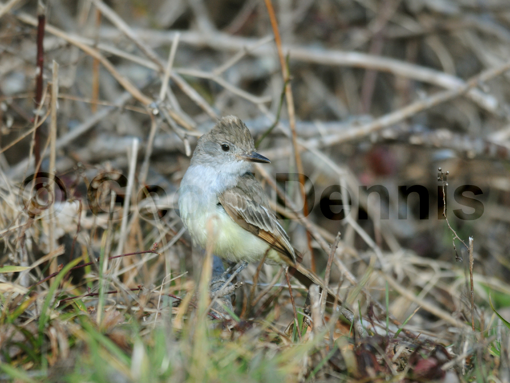 ATFL-AF_Ash-throated-Flycatcher