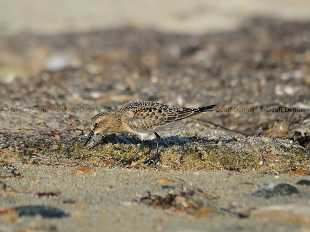 BASA-AA_Bairds-Sandpiper