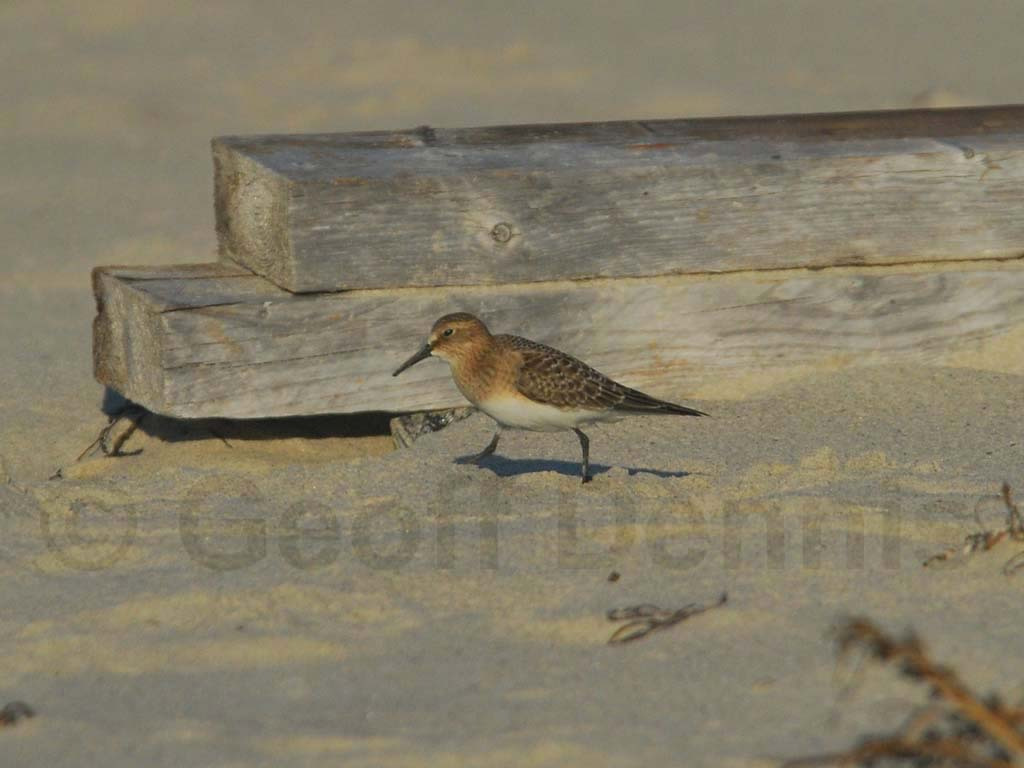 BASA-AB_Bairds-Sandpiper