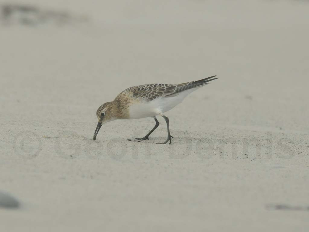 BASA-AC_Bairds-Sandpiper