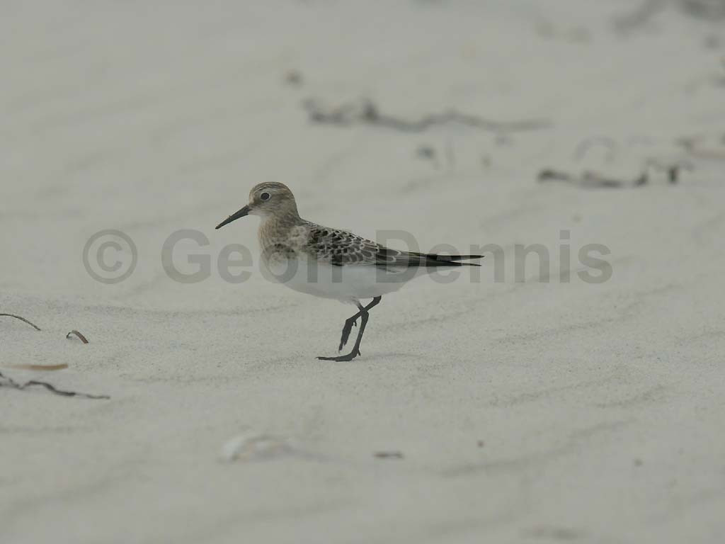 BASA-AD_Bairds-Sandpiper