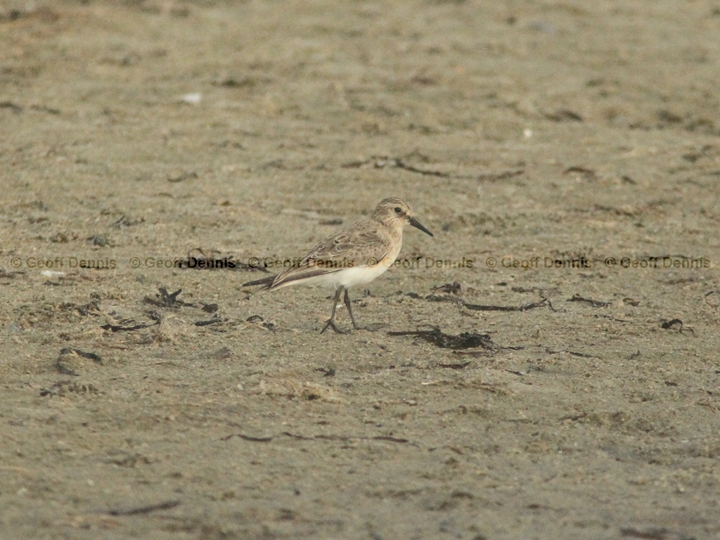 BASA-AE_Bairds-Sandpiper