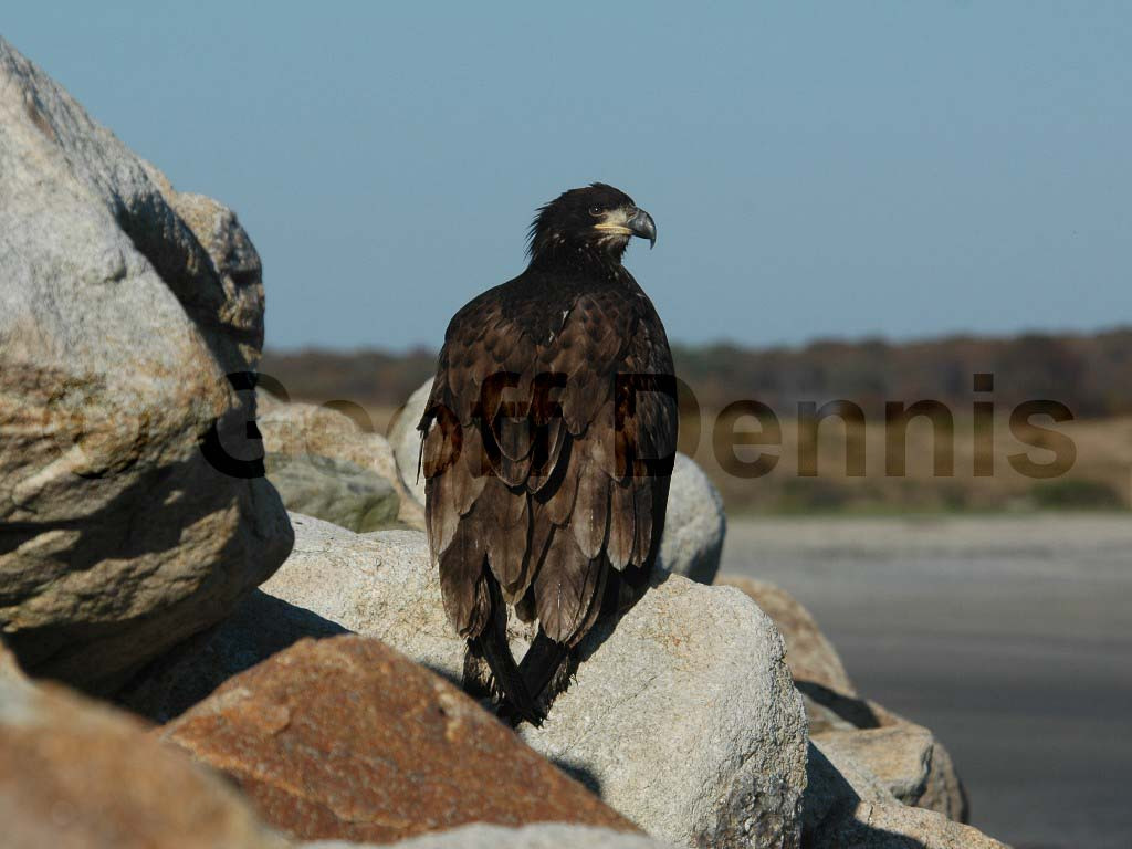 BAEA-AA_Bald-Eagle