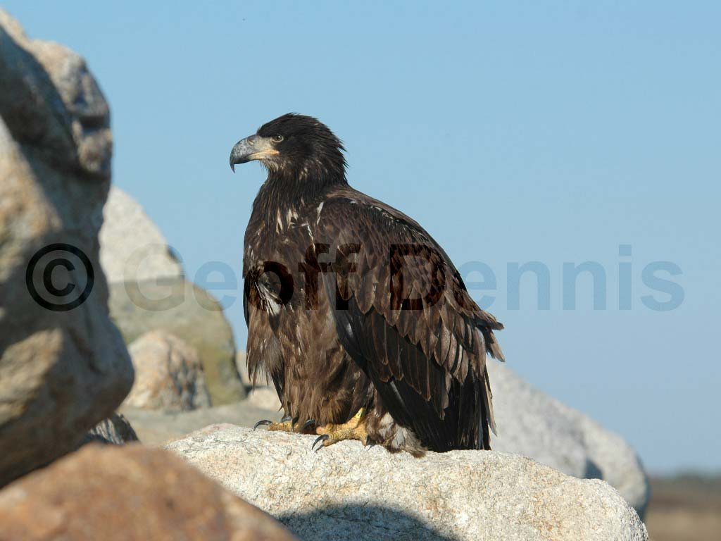 BAEA-AB_Bald-Eagle