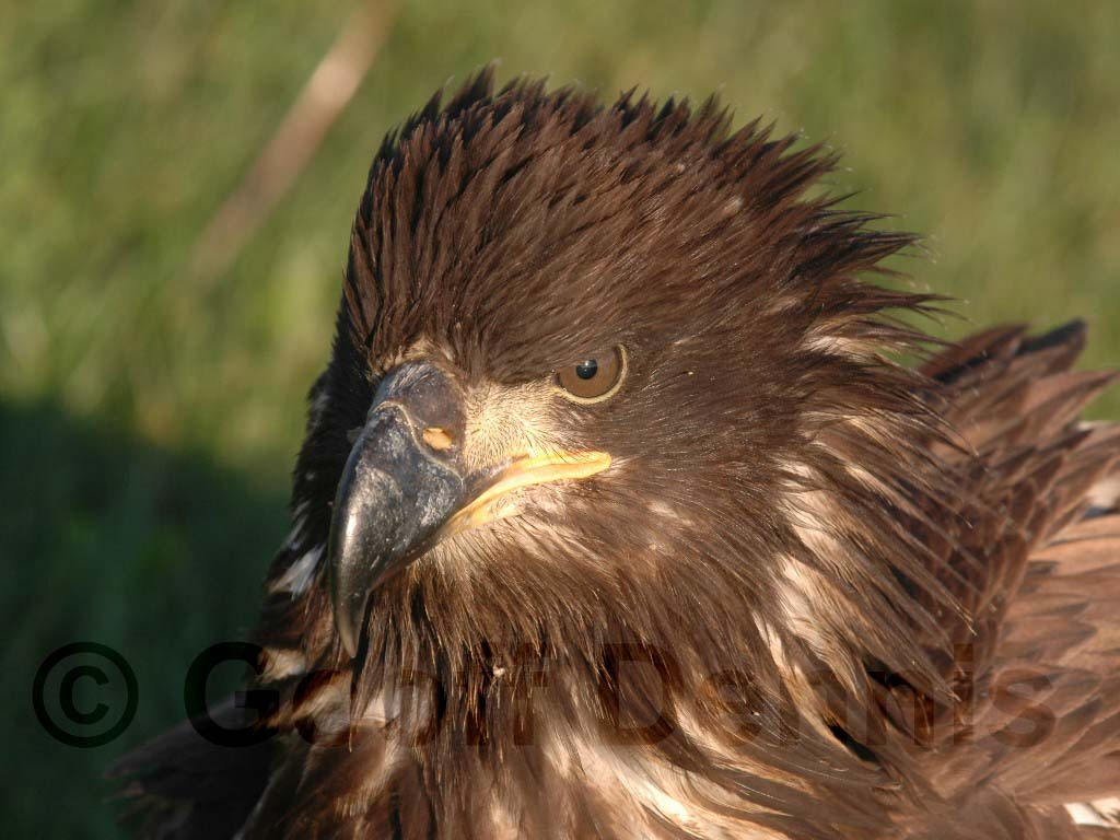 BAEA-AC_Bald-Eagle