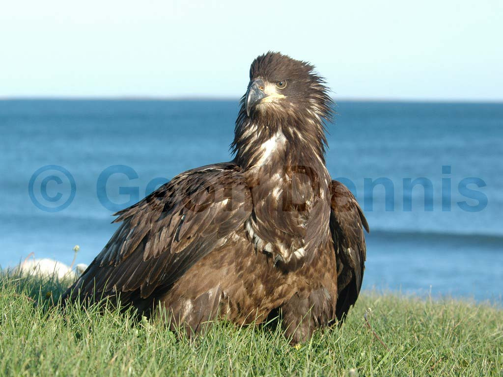 BAEA-AD_Bald-Eagle