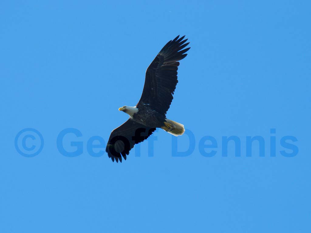 BAEA-AE_Bald-Eagle