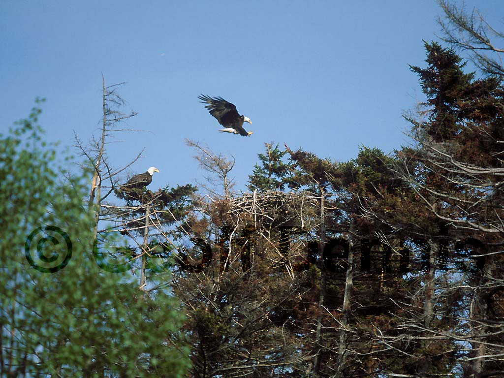 BAEA-AF_Bald-Eagle