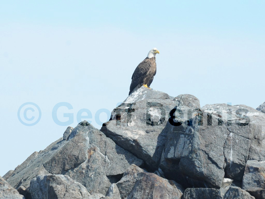BAEA-AG_Bald-Eagle