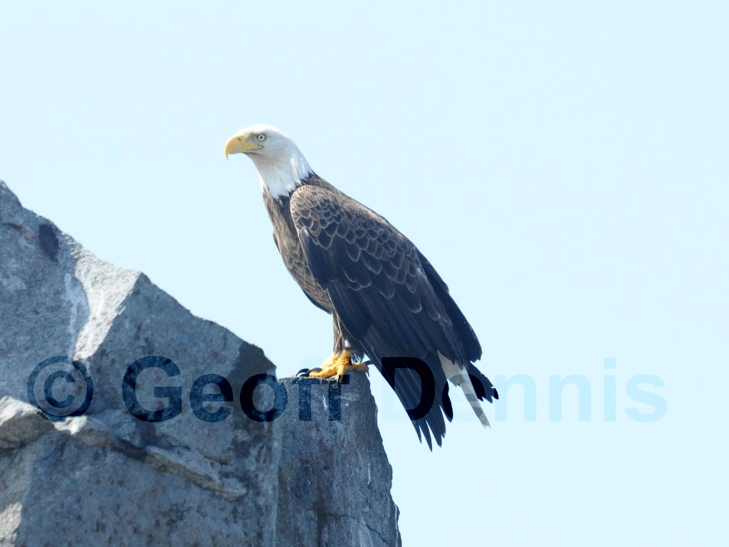 BAEA-AH_Bald-Eagle