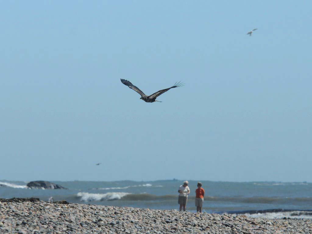 BAEA-AI_Bald-Eagle