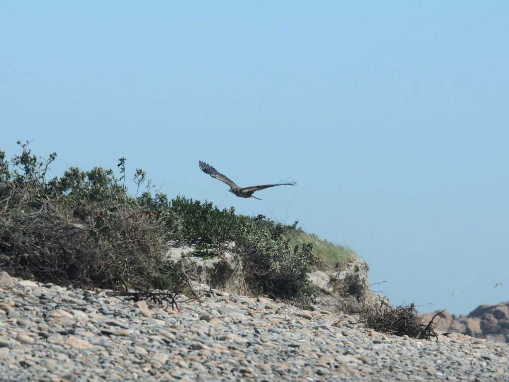 BAEA-AJ_Bald-Eagle