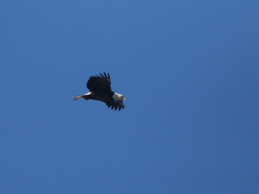 BAEA-AK_Bald-Eagle