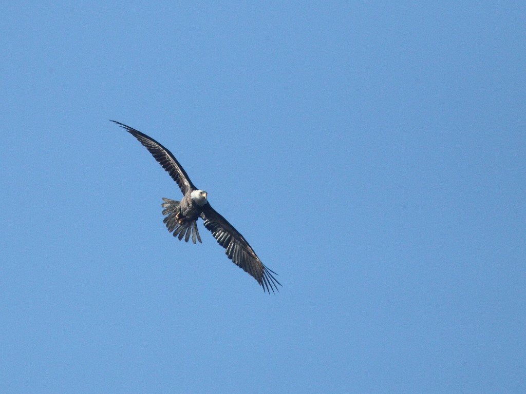 BAEA-AL_Bald-Eagle