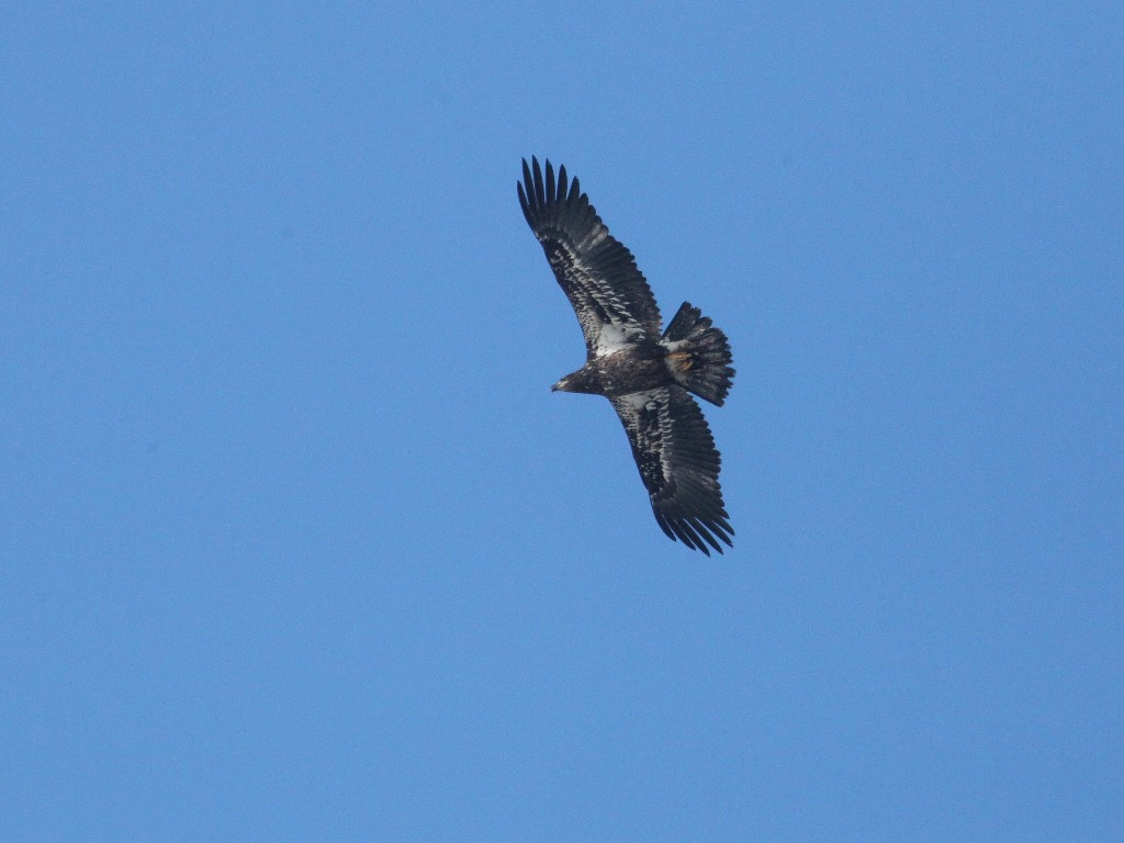 BAEA-AM_Bald-Eagle