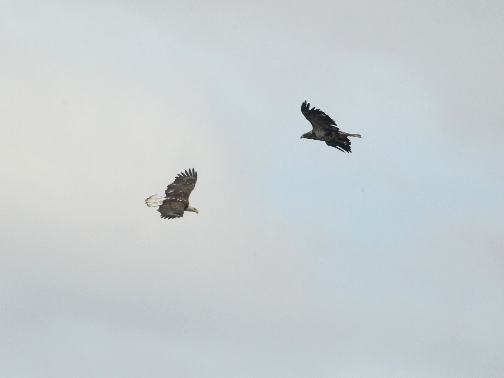 BAEA-AN_Bald-Eagle