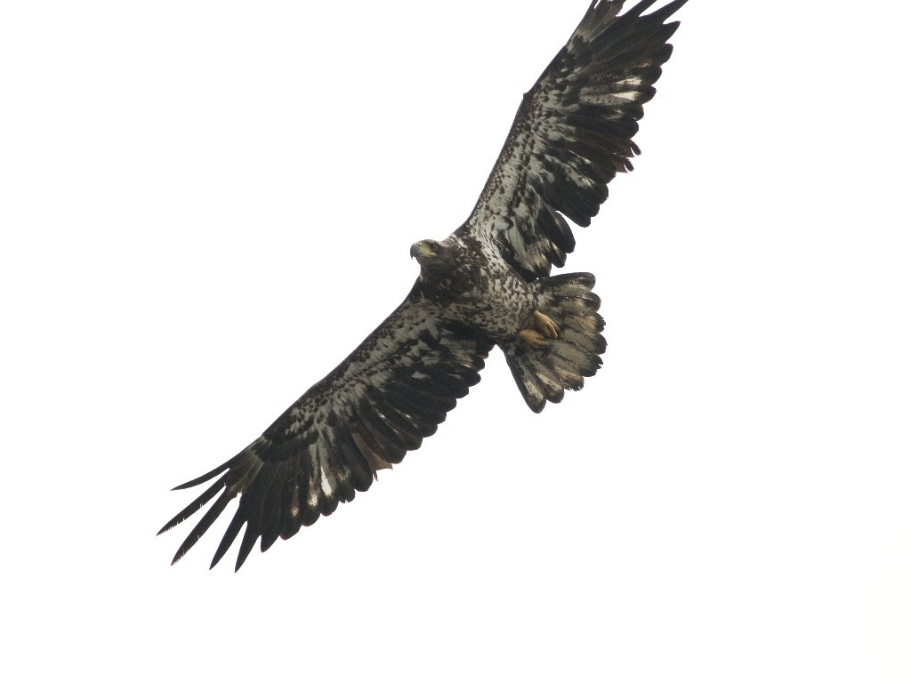 BAEA-AO_Bald-Eagle