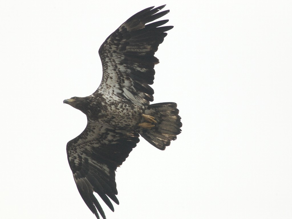 BAEA-AP_Bald-Eagle
