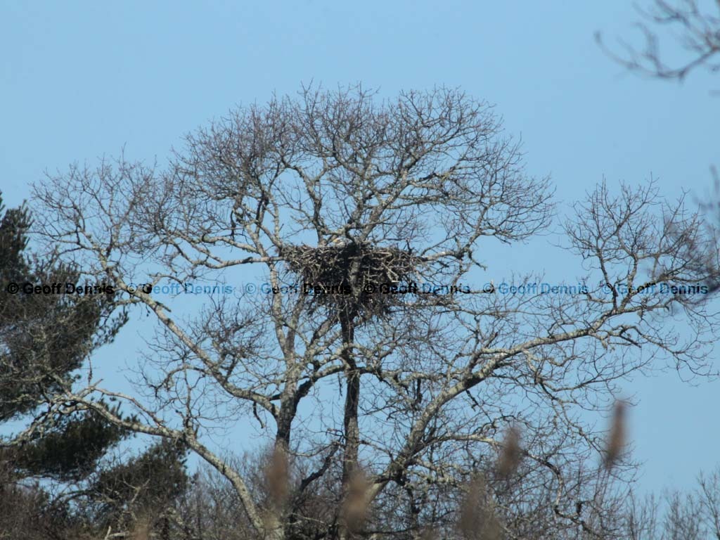 BAEA-AQ_Bald-Eagle