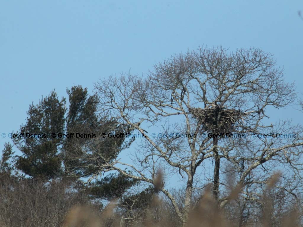 BAEA-AR_Bald-Eagle