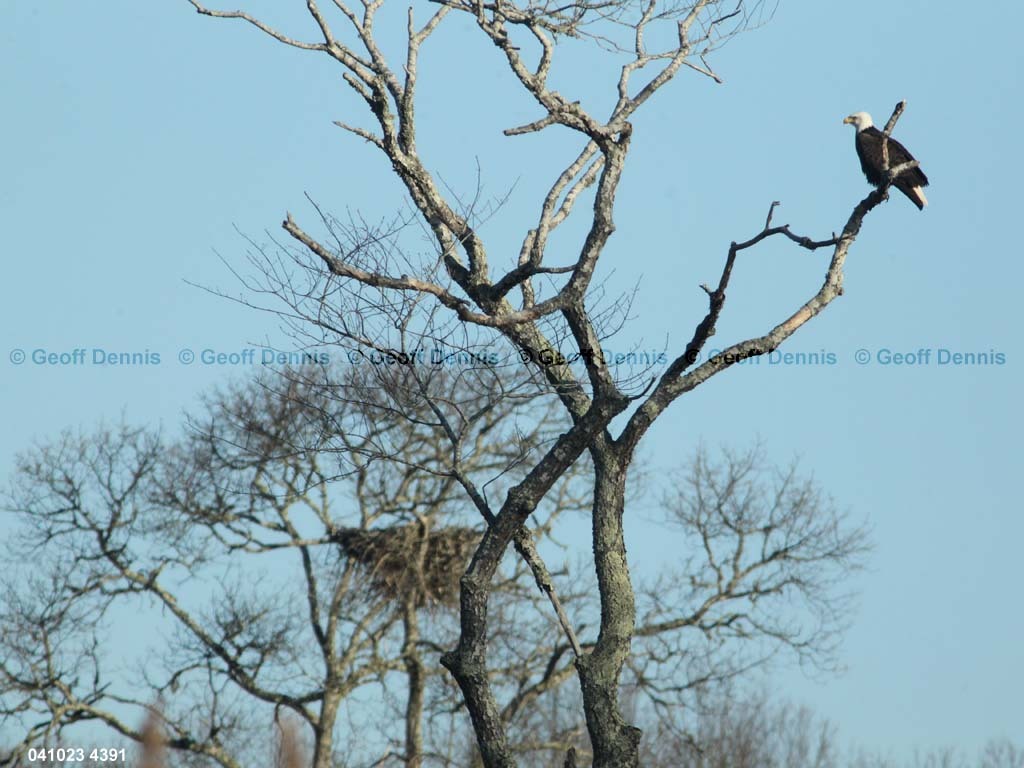 BAEA-AS_Bald-Eagle