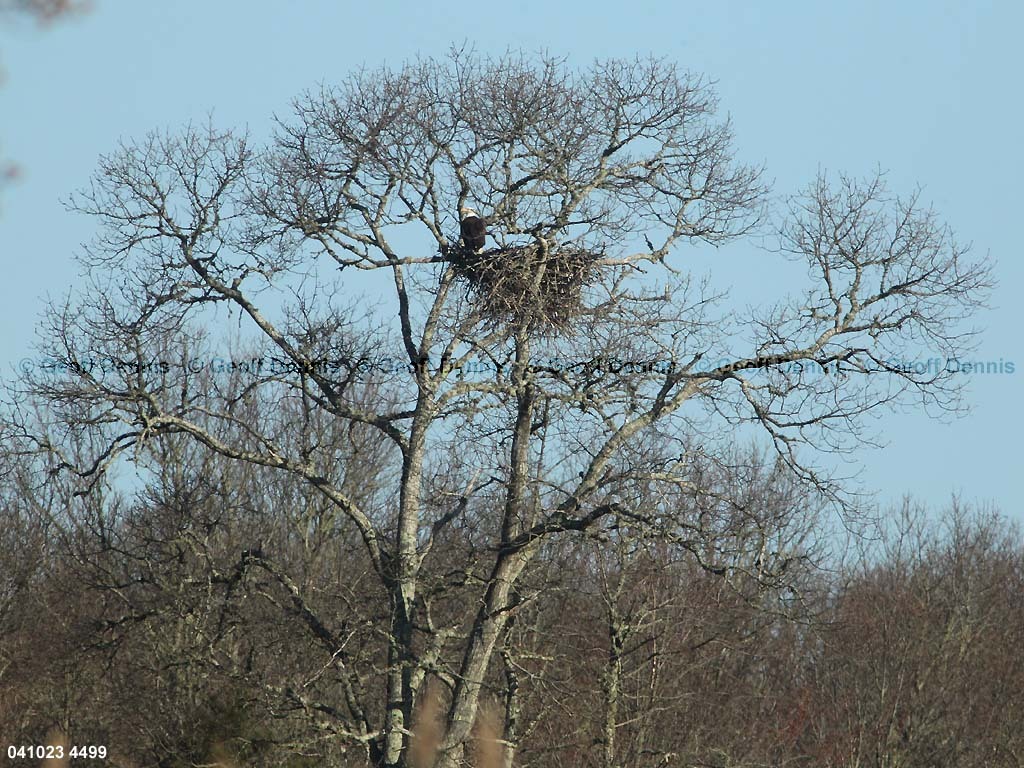 BAEA-AT_Bald-Eagle