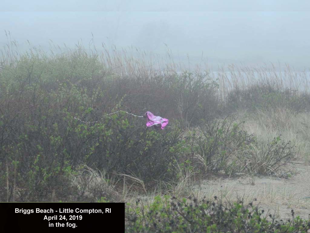 balloons-2019-AG-Briggs-Beach