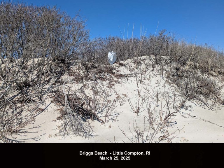 balloons-2025-AFa-Briggs-Beach