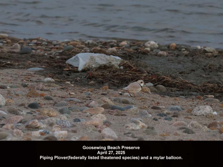 balloons-2025-AQ-Goosewing-Beach