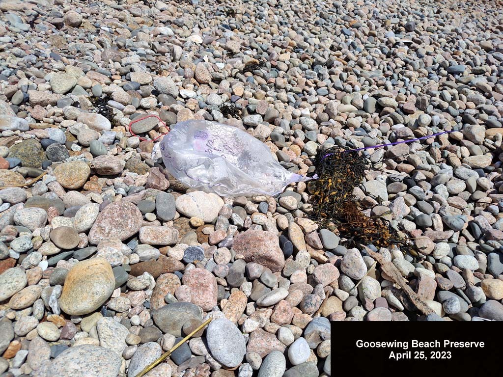 balloons-2023-AF-Goosewing-Beach