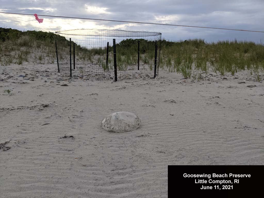 balloons-2021-AD-Goosewing-Beach