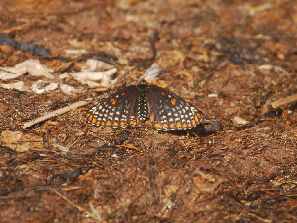 Baltimore-Checkerspot-AA