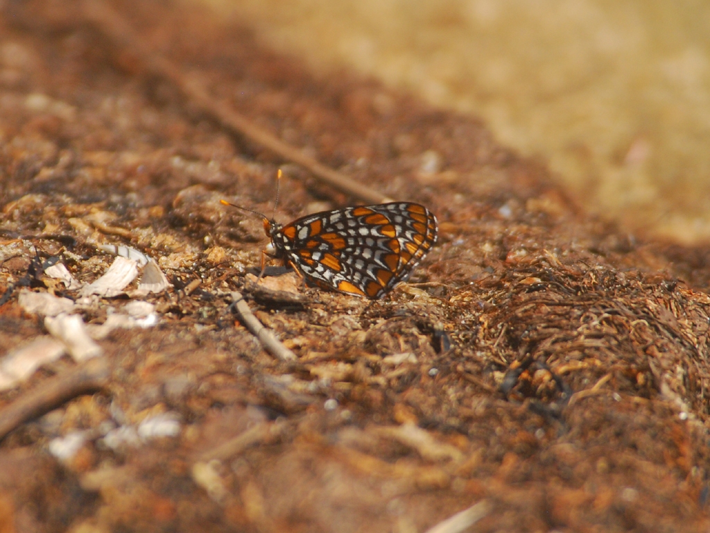 Baltimore-Checkerspot-AB