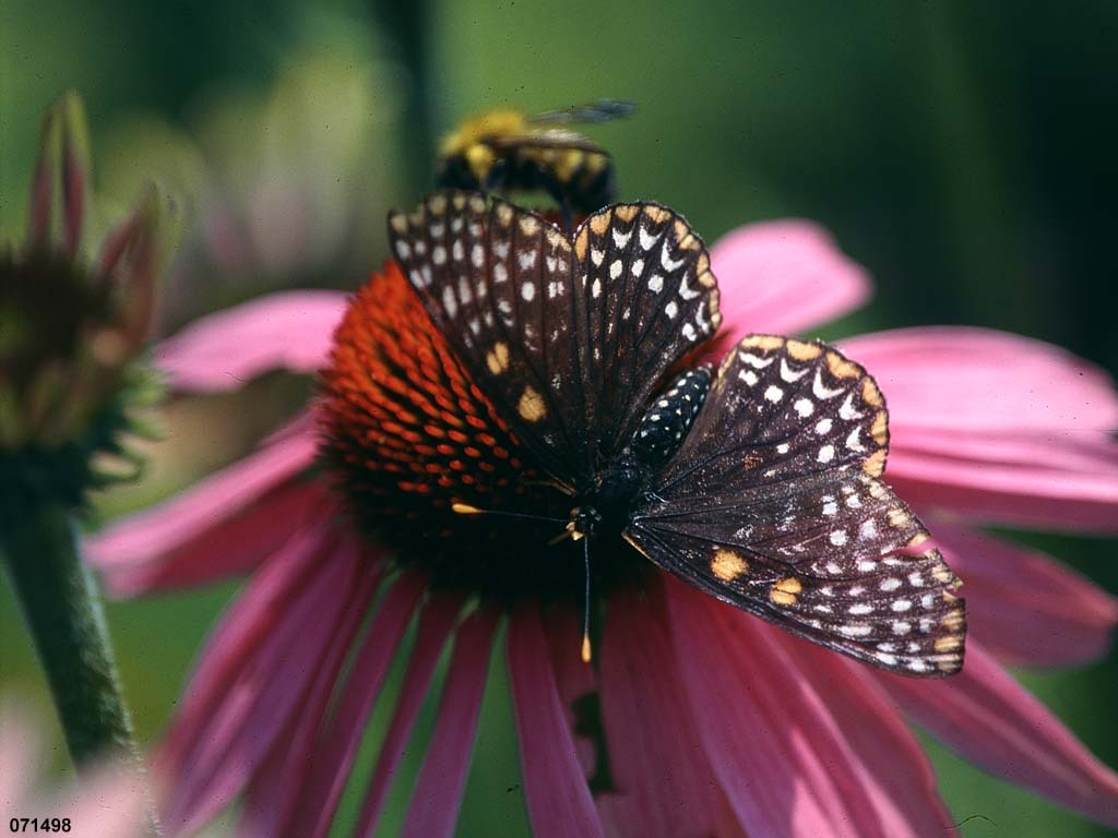 Baltimore-Checkerspot-AC