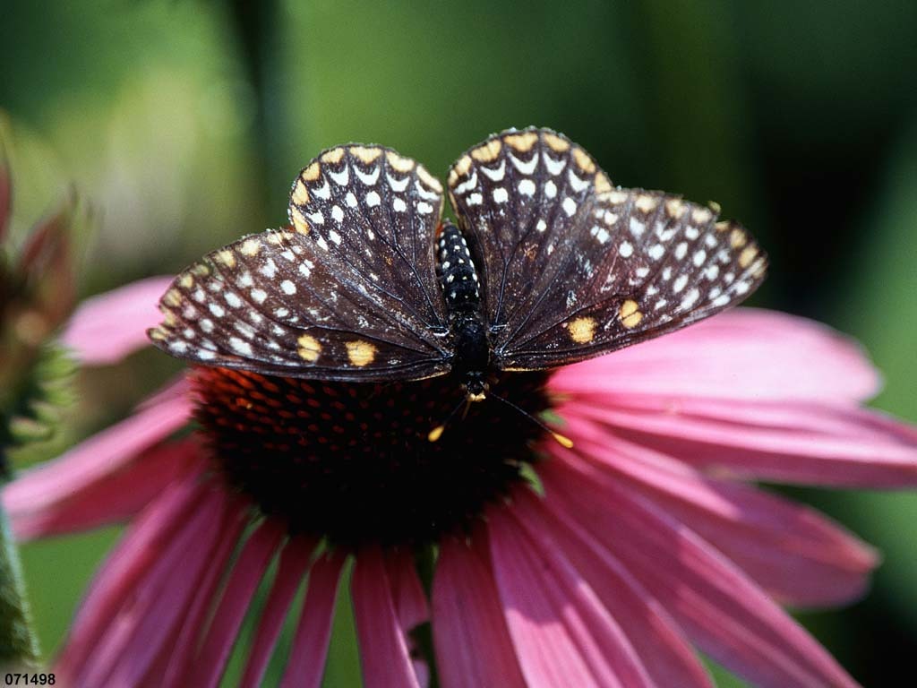 Baltimore-Checkerspot-AD