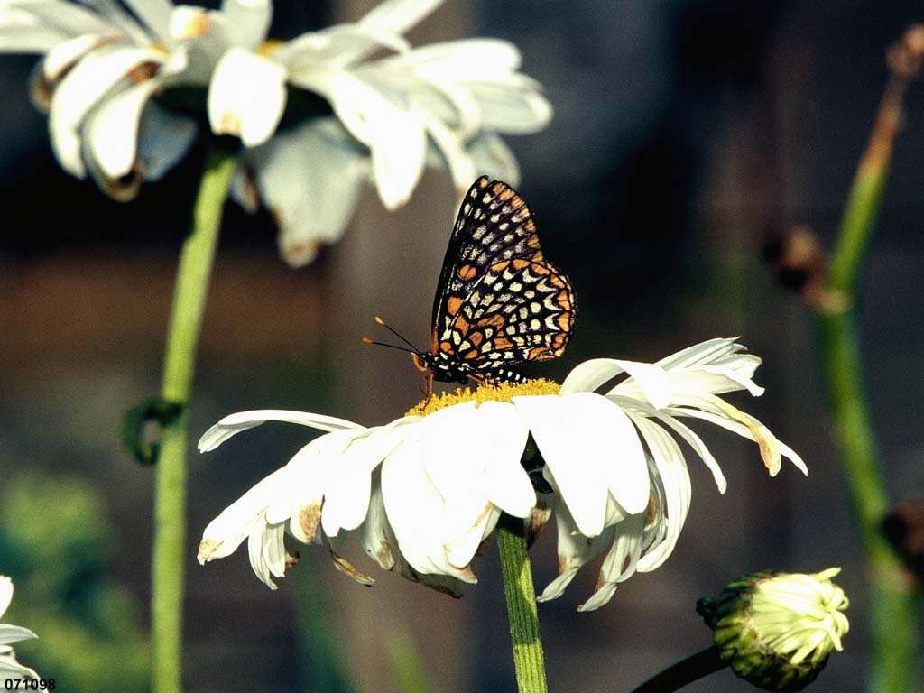 Baltimore-Checkerspot-AE