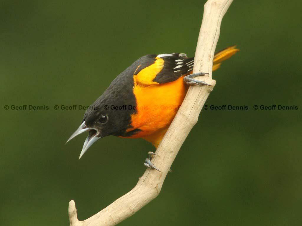 BAOR-AA_Baltimore-Oriole