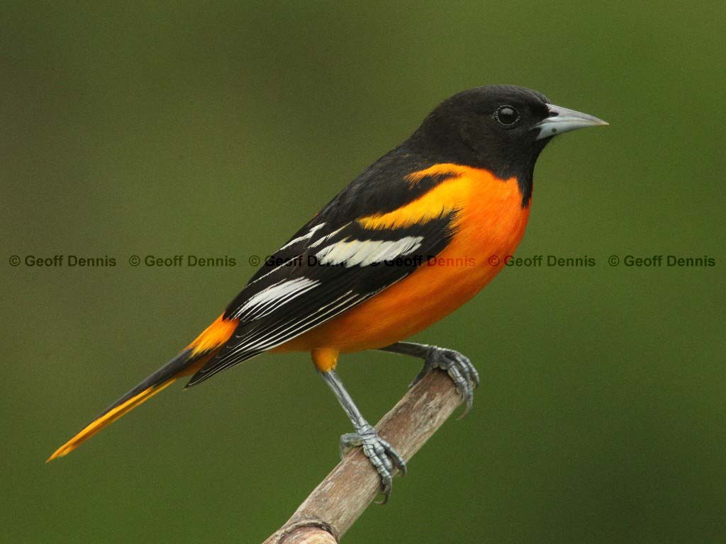 BAOR-AB_Baltimore-Oriole
