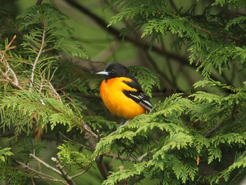 BAOR-AC_Baltimore-Oriole