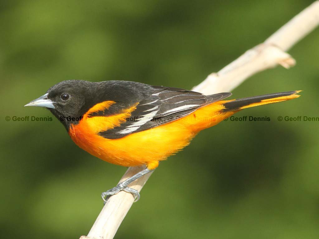 BAOR-AD_Baltimore-Oriole