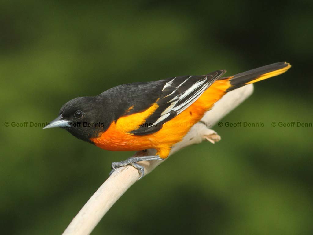 BAOR-AE_Baltimore-Oriole