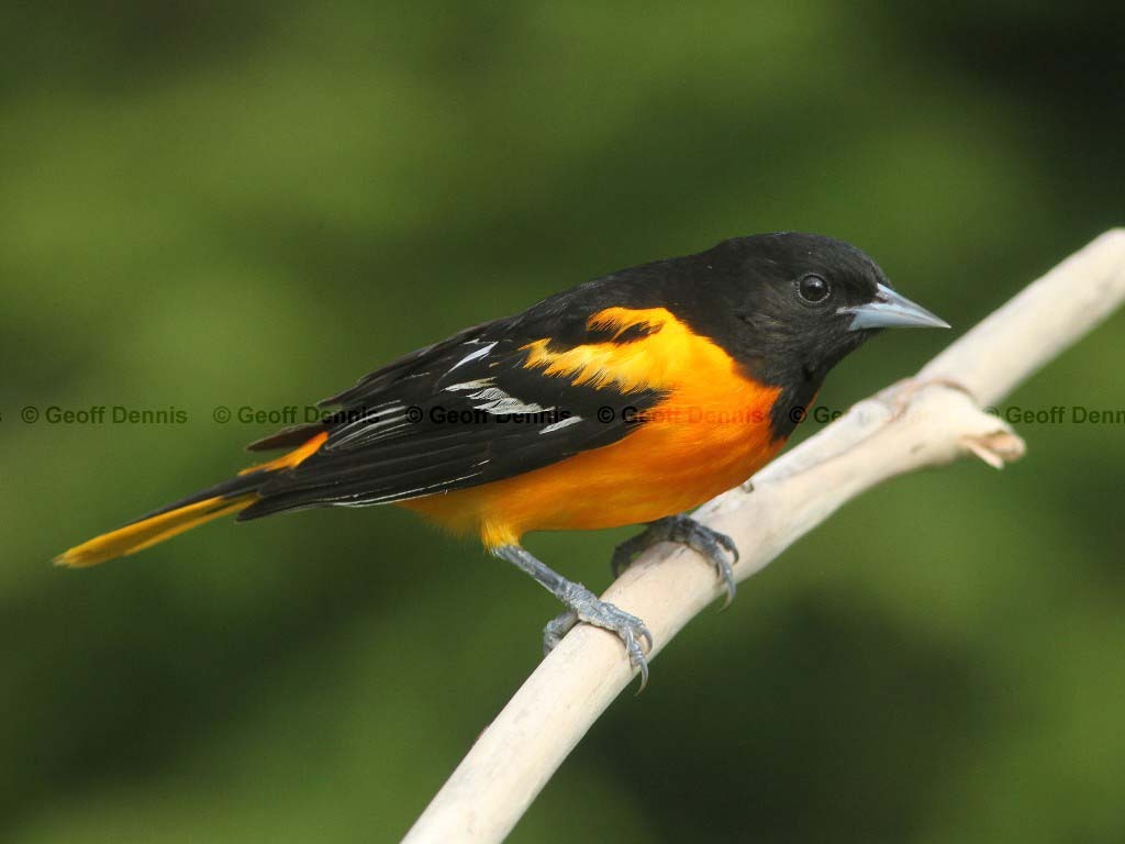 BAOR-AF_Baltimore-Oriole