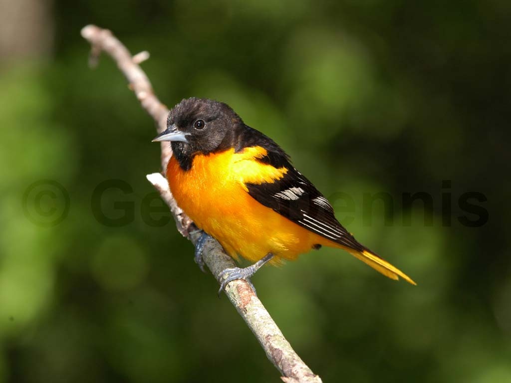 BAOR-AG_Baltimore-Oriole