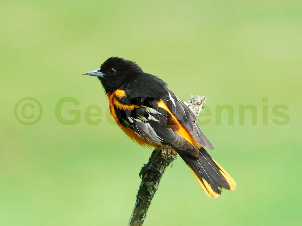 BAOR-AH_Baltimore-Oriole