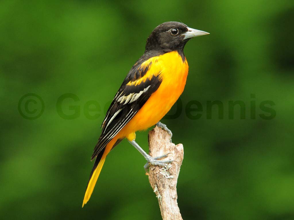 BAOR-AI_Baltimore-Oriole