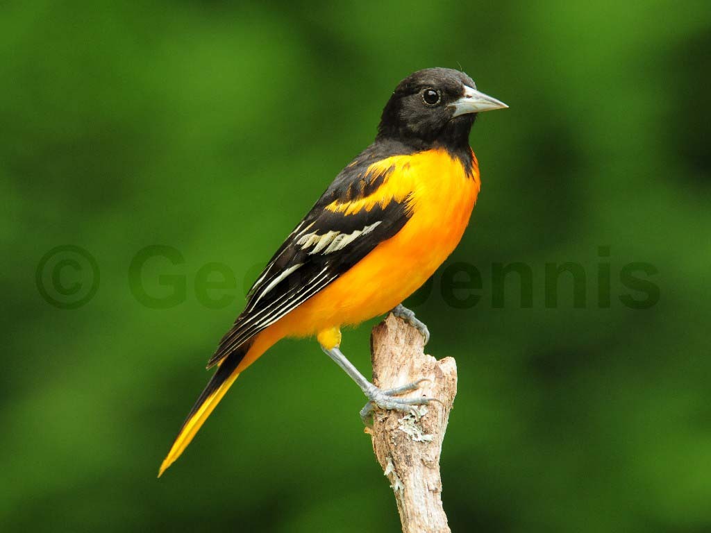 BAOR-AJ_Baltimore-Oriole